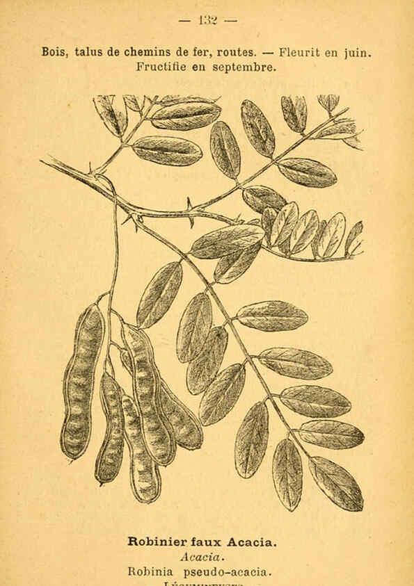 Reproducción/Reproduction 6022601518: Atlas de poche des plantes des champs, des prairies et des bois Paris :P. Klincksieck,[1894] 