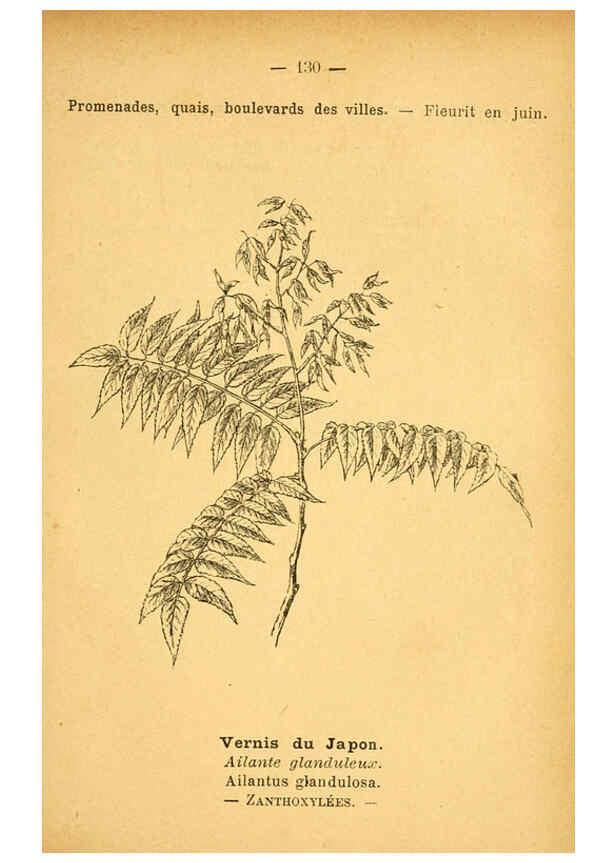 Reproducción/Reproduction 6022043491: Atlas de poche des plantes des champs, des prairies et des bois Paris :P. Klincksieck,[1894] 