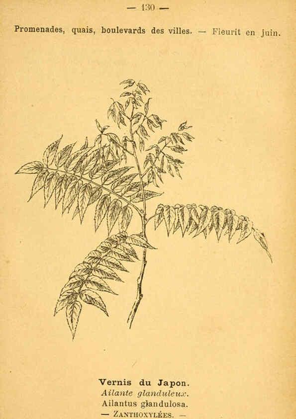 Reproducción/Reproduction 6022043491: Atlas de poche des plantes des champs, des prairies et des bois Paris :P. Klincksieck,[1894] 