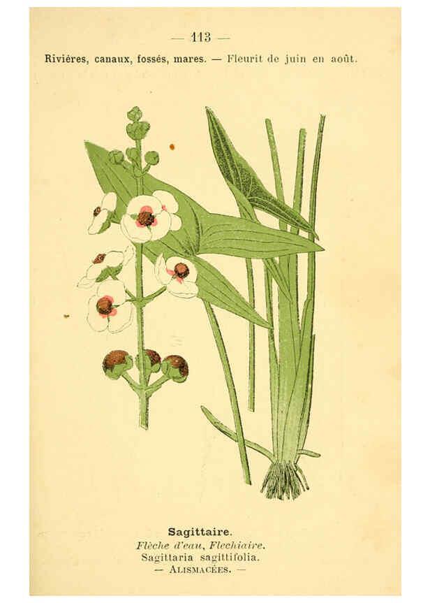 Reproducción/Reproduction 6022594720: Atlas de poche des plantes des champs, des prairies et des bois Paris :P. Klincksieck,[1894] 