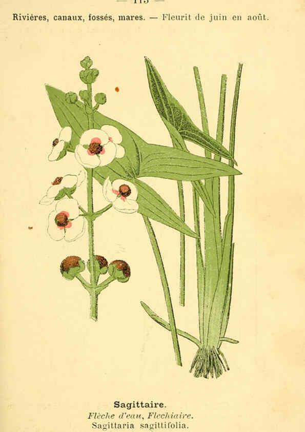 Reproducción/Reproduction 6022594720: Atlas de poche des plantes des champs, des prairies et des bois Paris :P. Klincksieck,[1894] 