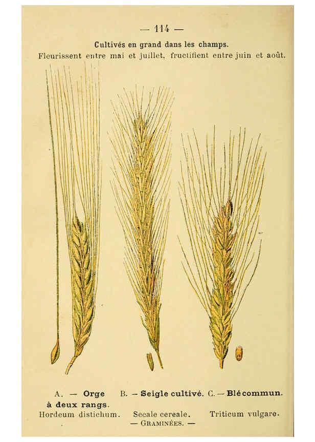 Reproducción/Reproduction 6022595024: Atlas de poche des plantes des champs, des prairies et des bois Paris :P. Klincksieck,[1894] 
