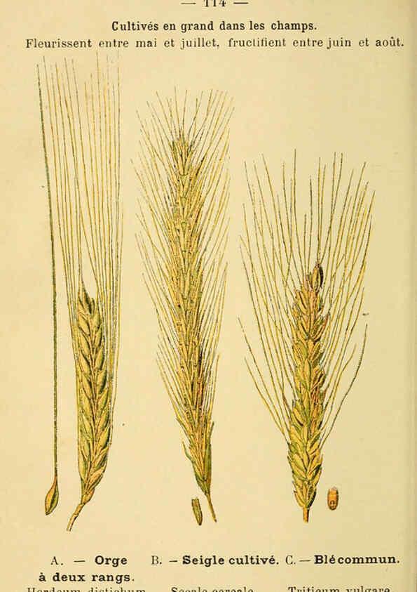 Reproducción/Reproduction 6022595024: Atlas de poche des plantes des champs, des prairies et des bois Paris :P. Klincksieck,[1894] 