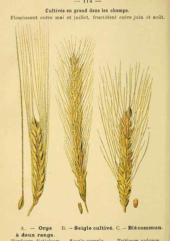 Reproducción/Reproduction 6022595024: Atlas de poche des plantes des champs, des prairies et des bois Paris :P. Klincksieck,[1894] 