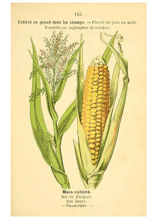 Reproducción/Reproduction 6022038305: Atlas de poche des plantes des champs, des prairies et des bois Paris :P. Klincksieck,[1894] 
