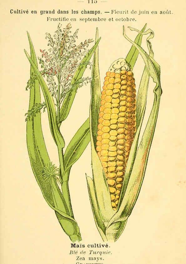 Reproducción/Reproduction 6022038305: Atlas de poche des plantes des champs, des prairies et des bois Paris :P. Klincksieck,[1894] 