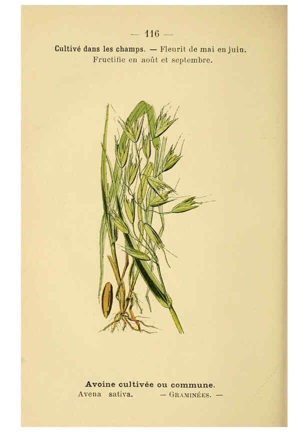 Reproducción/Reproduction 6022038639: Atlas de poche des plantes des champs, des prairies et des bois Paris :P. Klincksieck,[1894] 