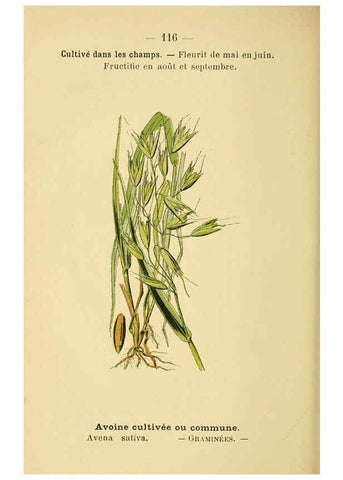 Reproducción/Reproduction 6022038639: Atlas de poche des plantes des champs, des prairies et des bois Paris :P. Klincksieck,[1894] 