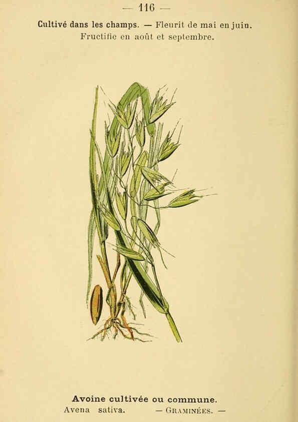 Reproducción/Reproduction 6022038639: Atlas de poche des plantes des champs, des prairies et des bois Paris :P. Klincksieck,[1894] 