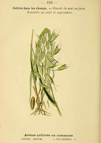 Reproducción/Reproduction 6022038639: Atlas de poche des plantes des champs, des prairies et des bois Paris :P. Klincksieck,[1894] 