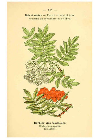 Reproducción/Reproduction 6022038941: Atlas de poche des plantes des champs, des prairies et des bois Paris :P. Klincksieck,[1894] 