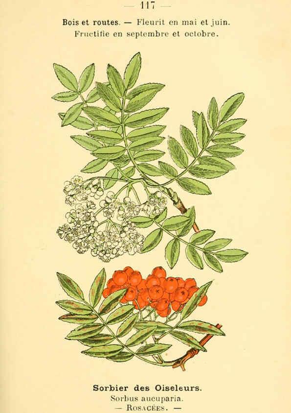 Reproducción/Reproduction 6022038941: Atlas de poche des plantes des champs, des prairies et des bois Paris :P. Klincksieck,[1894] 