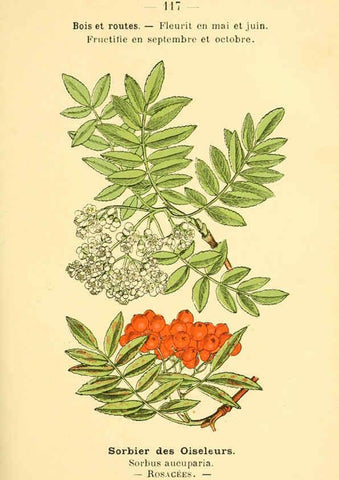 Reproducción/Reproduction 6022038941: Atlas de poche des plantes des champs, des prairies et des bois Paris :P. Klincksieck,[1894] 