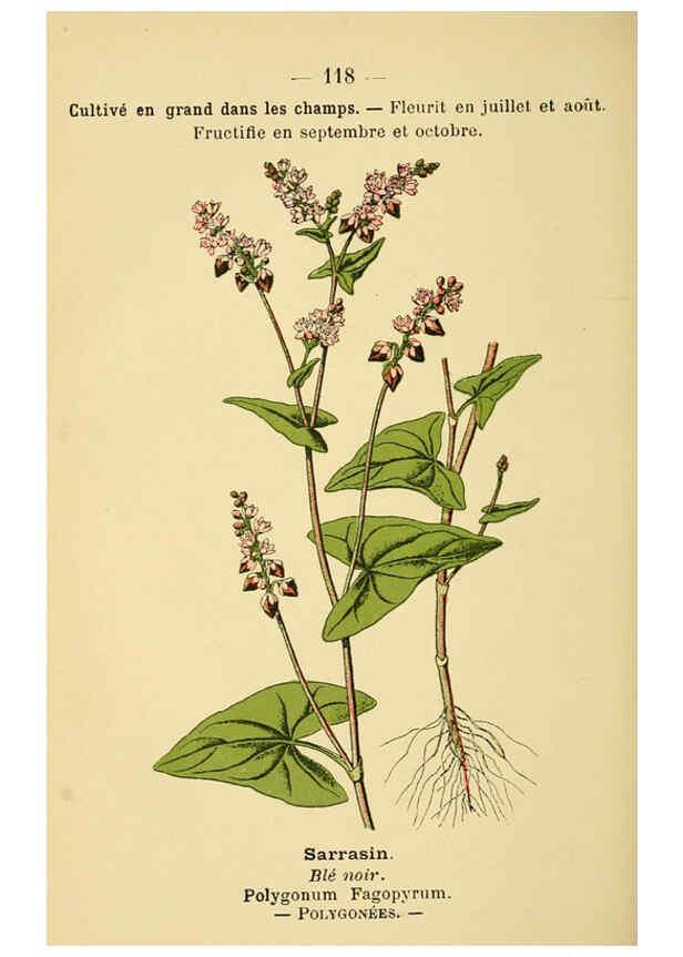 Reproducción/Reproduction 6022596412: Atlas de poche des plantes des champs, des prairies et des bois Paris :P. Klincksieck,[1894] 