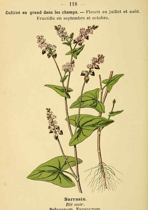 Reproducción/Reproduction 6022596412: Atlas de poche des plantes des champs, des prairies et des bois Paris :P. Klincksieck,[1894] 