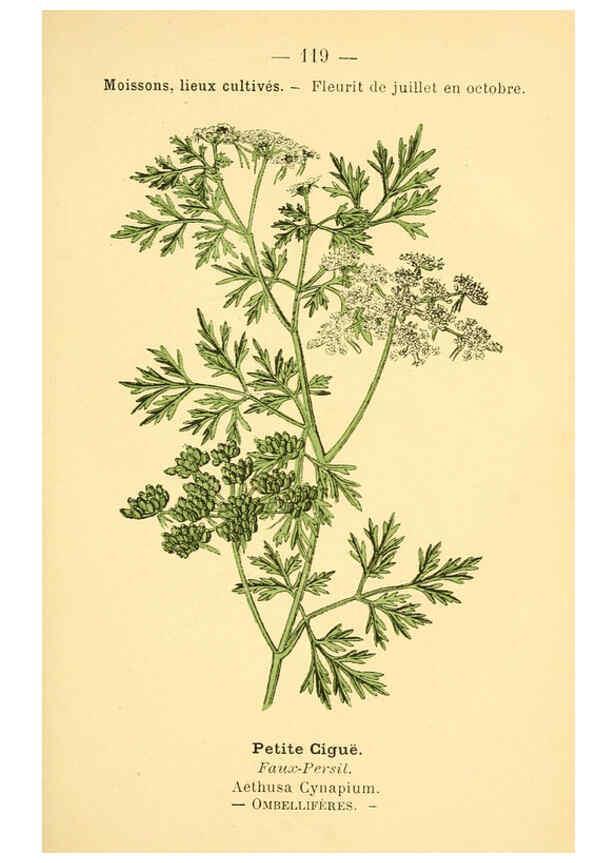 Reproducción/Reproduction 6022596700: Atlas de poche des plantes des champs, des prairies et des bois Paris :P. Klincksieck,[1894] 