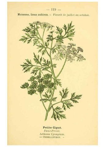 Reproducción/Reproduction 6022596700: Atlas de poche des plantes des champs, des prairies et des bois Paris :P. Klincksieck,[1894] 
