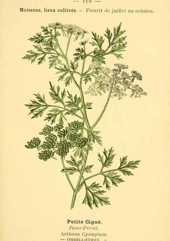 Reproducción/Reproduction 6022596700: Atlas de poche des plantes des champs, des prairies et des bois Paris :P. Klincksieck,[1894] 