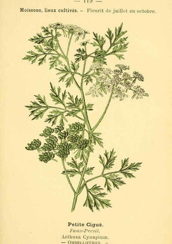 Reproducción/Reproduction 6022596700: Atlas de poche des plantes des champs, des prairies et des bois Paris :P. Klincksieck,[1894] 