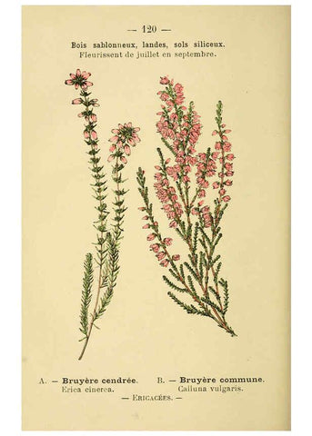 Reproducción/Reproduction 6022596974: Atlas de poche des plantes des champs, des prairies et des bois Paris :P. Klincksieck,[1894] 