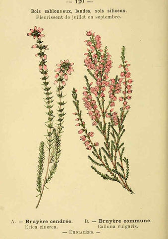 Reproducción/Reproduction 6022596974: Atlas de poche des plantes des champs, des prairies et des bois Paris :P. Klincksieck,[1894] 