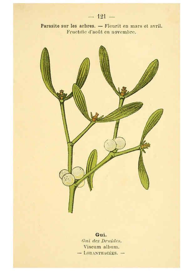 Reproducción/Reproduction 6022597228: Atlas de poche des plantes des champs, des prairies et des bois Paris :P. Klincksieck,[1894] 