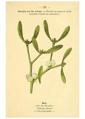 Reproducción/Reproduction 6022597228: Atlas de poche des plantes des champs, des prairies et des bois Paris :P. Klincksieck,[1894] 