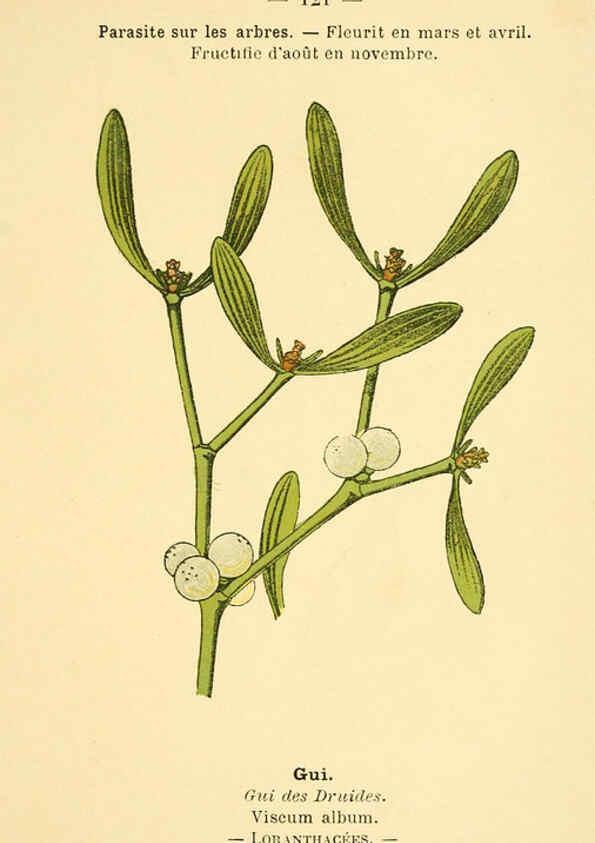 Reproducción/Reproduction 6022597228: Atlas de poche des plantes des champs, des prairies et des bois Paris :P. Klincksieck,[1894] 