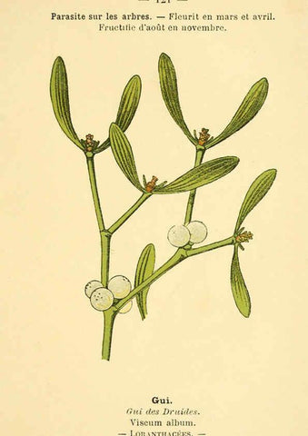 Reproducción/Reproduction 6022597228: Atlas de poche des plantes des champs, des prairies et des bois Paris :P. Klincksieck,[1894] 