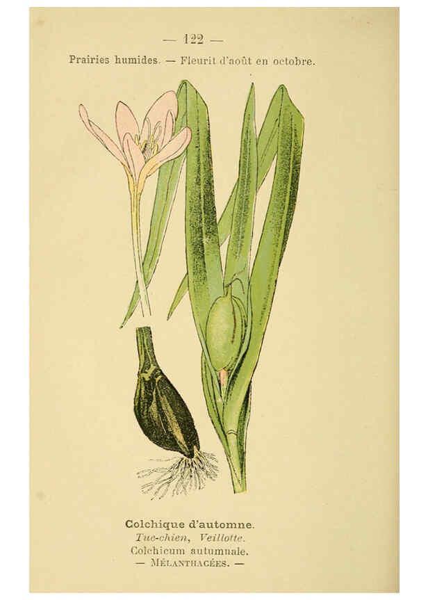 Reproducción/Reproduction 6022597540: Atlas de poche des plantes des champs, des prairies et des bois Paris :P. Klincksieck,[1894] 