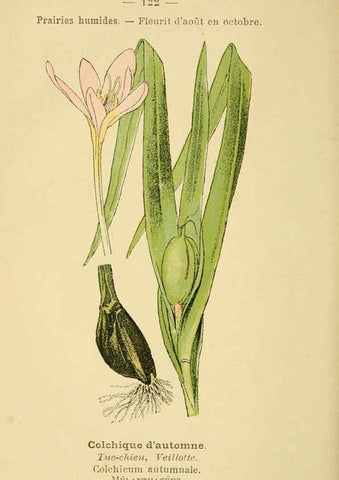 Reproducción/Reproduction 6022597540: Atlas de poche des plantes des champs, des prairies et des bois Paris :P. Klincksieck,[1894] 