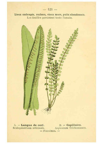 Reproducción/Reproduction 6022598248: Atlas de poche des plantes des champs, des prairies et des bois Paris :P. Klincksieck,[1894] 