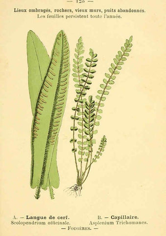 Reproducción/Reproduction 6022598248: Atlas de poche des plantes des champs, des prairies et des bois Paris :P. Klincksieck,[1894] 
