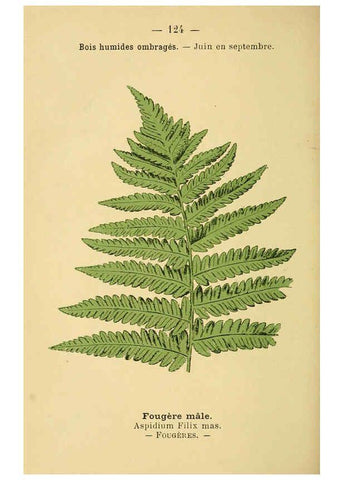 Reproducción/Reproduction 6022041265: Atlas de poche des plantes des champs, des prairies et des bois Paris :P. Klincksieck,[1894] 