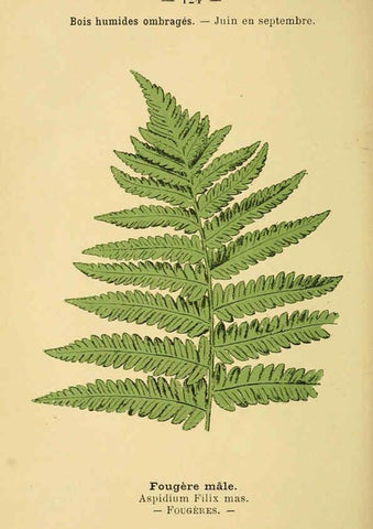 Reproducción/Reproduction 6022041265: Atlas de poche des plantes des champs, des prairies et des bois Paris :P. Klincksieck,[1894] 
