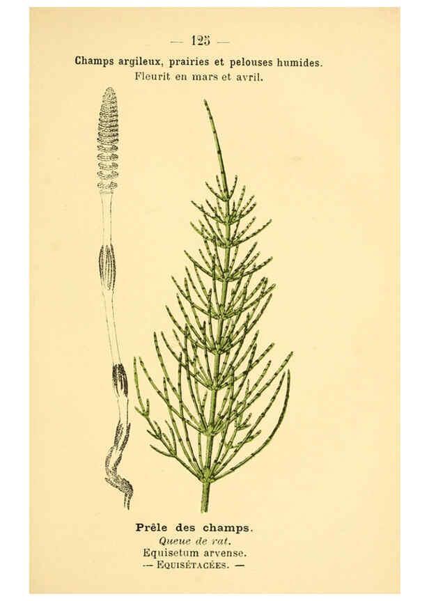 Reproducción/Reproduction 6022041873: Atlas de poche des plantes des champs, des prairies et des bois Paris :P. Klincksieck,[1894] 