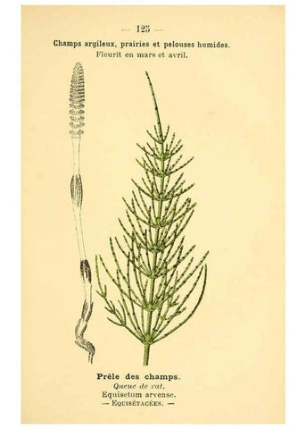 Reproducción/Reproduction 6022041873: Atlas de poche des plantes des champs, des prairies et des bois Paris :P. Klincksieck,[1894] 
