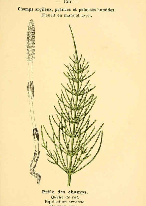 Reproducción/Reproduction 6022041873: Atlas de poche des plantes des champs, des prairies et des bois Paris :P. Klincksieck,[1894] 