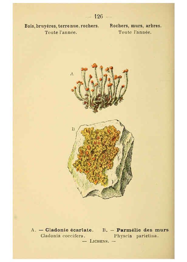 Reproducción/Reproduction 6022599400: Atlas de poche des plantes des champs, des prairies et des bois Paris :P. Klincksieck,[1894] 