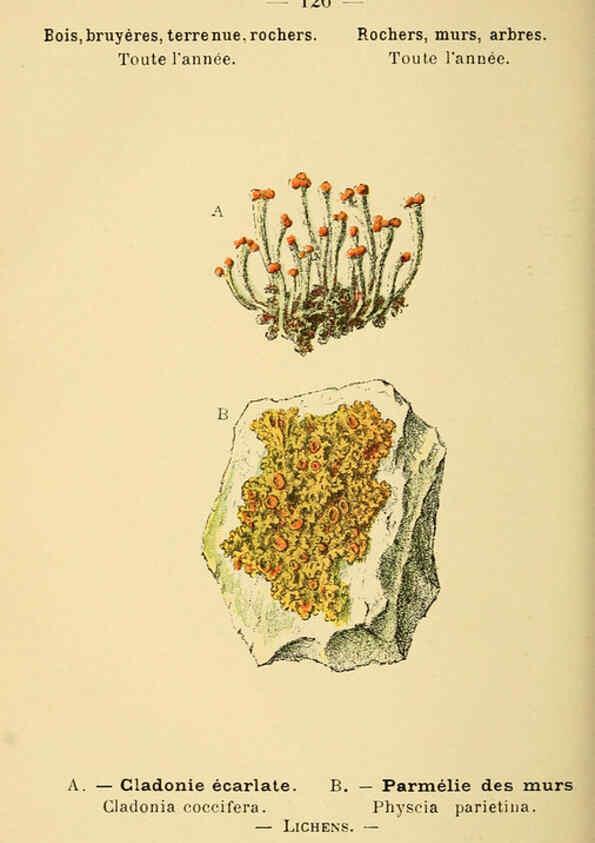 Reproducción/Reproduction 6022599400: Atlas de poche des plantes des champs, des prairies et des bois Paris :P. Klincksieck,[1894] 