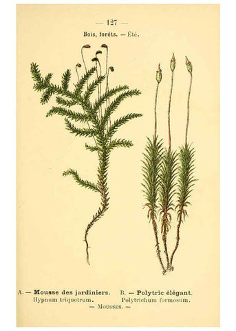 Reproducción/Reproduction 6022042547: Atlas de poche des plantes des champs, des prairies et des bois Paris :P. Klincksieck,[1894] 