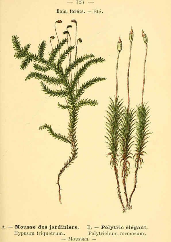 Reproducción/Reproduction 6022042547: Atlas de poche des plantes des champs, des prairies et des bois Paris :P. Klincksieck,[1894] 