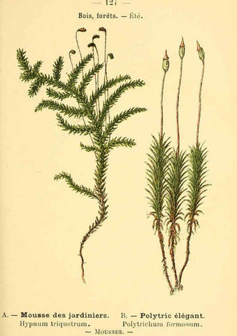 Reproducción/Reproduction 6022042547: Atlas de poche des plantes des champs, des prairies et des bois Paris :P. Klincksieck,[1894] 