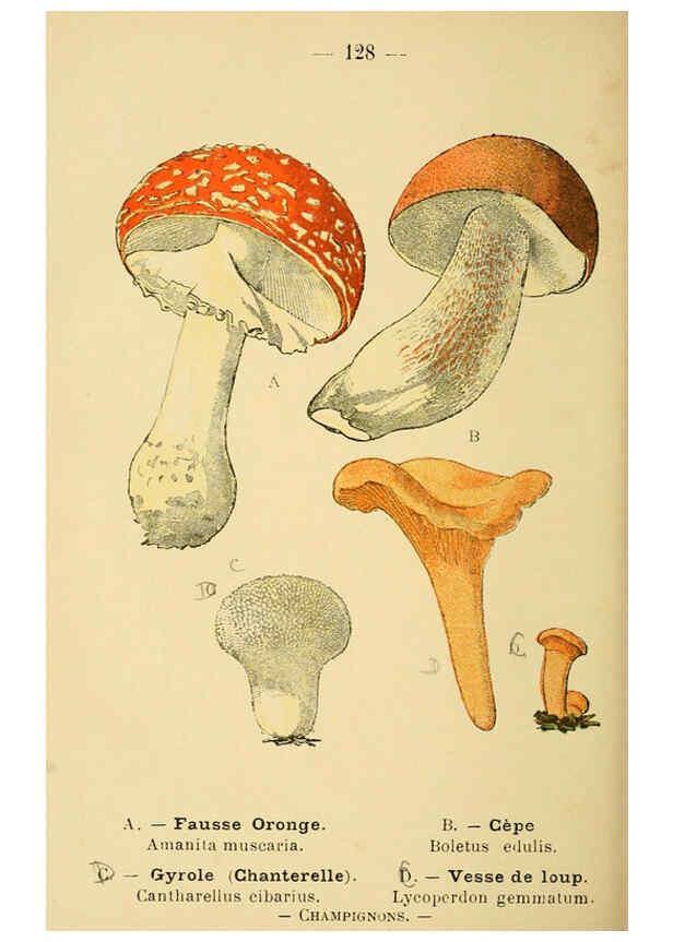Reproducción/Reproduction 6022600192: Atlas de poche des plantes des champs, des prairies et des bois Paris :P. Klincksieck,[1894] 