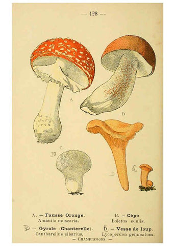 Reproducción/Reproduction 6022600192: Atlas de poche des plantes des champs, des prairies et des bois Paris :P. Klincksieck,[1894] 
