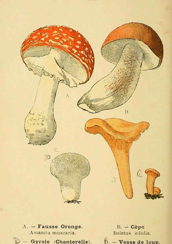 Reproducción/Reproduction 6022600192: Atlas de poche des plantes des champs, des prairies et des bois Paris :P. Klincksieck,[1894] 