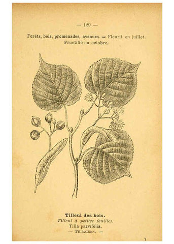 Reproducción/Reproduction 6022043177: Atlas de poche des plantes des champs, des prairies et des bois Paris :P. Klincksieck,[1894] 