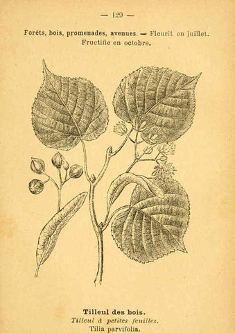 Reproducción/Reproduction 6022043177: Atlas de poche des plantes des champs, des prairies et des bois Paris :P. Klincksieck,[1894] 
