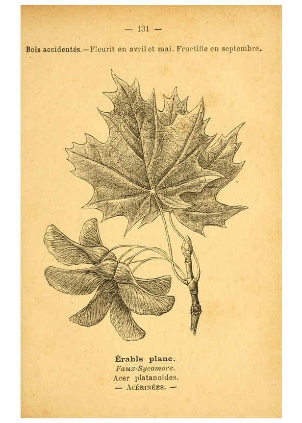 Reproducción/Reproduction 6022043837: Atlas de poche des plantes des champs, des prairies et des bois Paris :P. Klincksieck,[1894] 