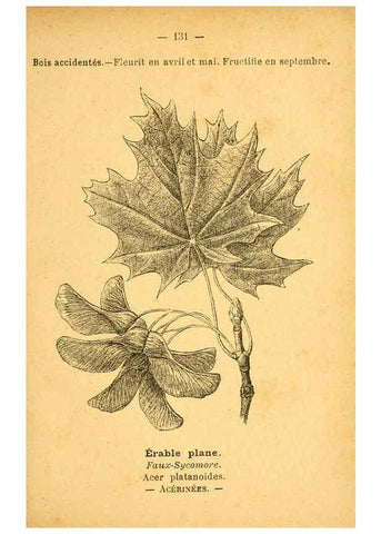 Reproducción/Reproduction 6022043837: Atlas de poche des plantes des champs, des prairies et des bois Paris :P. Klincksieck,[1894] 